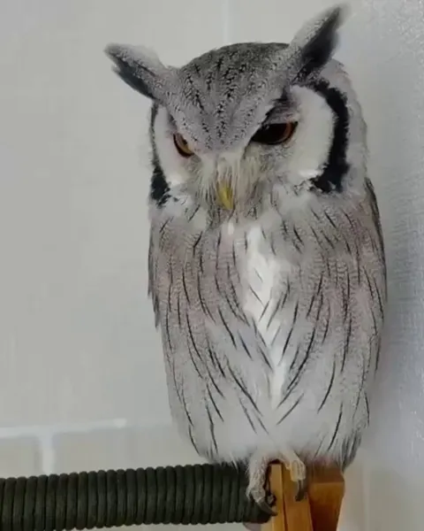 This Owl has seen something  surprising