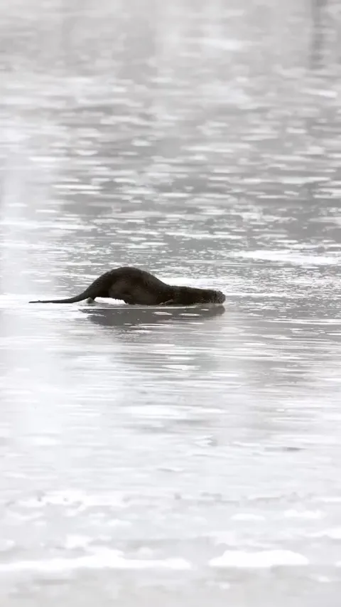 Otter sliding on ice