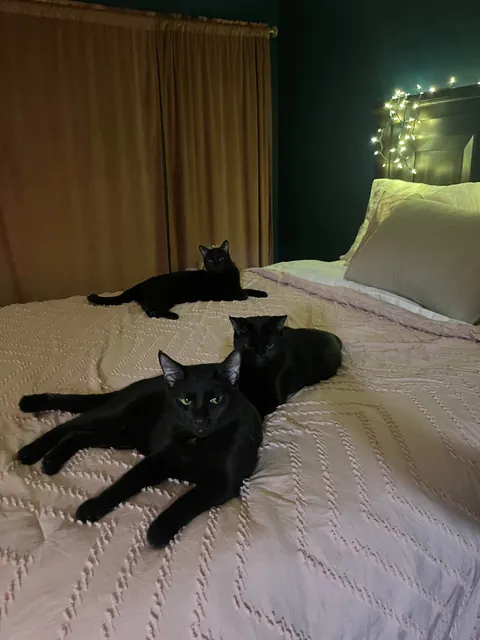 1 year ago I took in a mama and her voidlings to “foster”