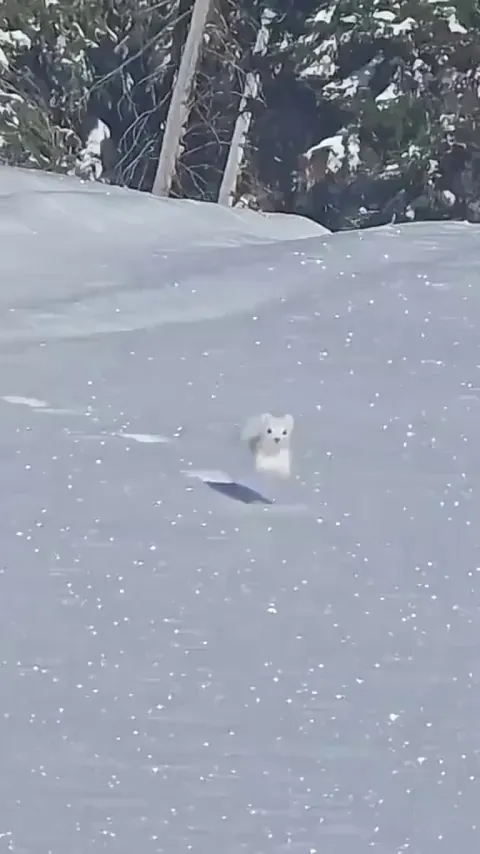 This fluffy jumper is a white ermine , also called a stoat. In winter they turn snow white to survival..