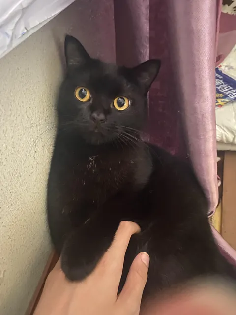 My cat dropped a flying cockroach in my room in 4:00am