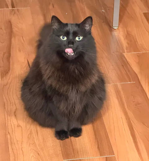 Why is she built like a Hershey’s Kiss 🥹😭