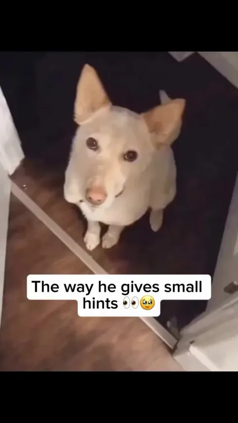 Dog hints to grab the leash