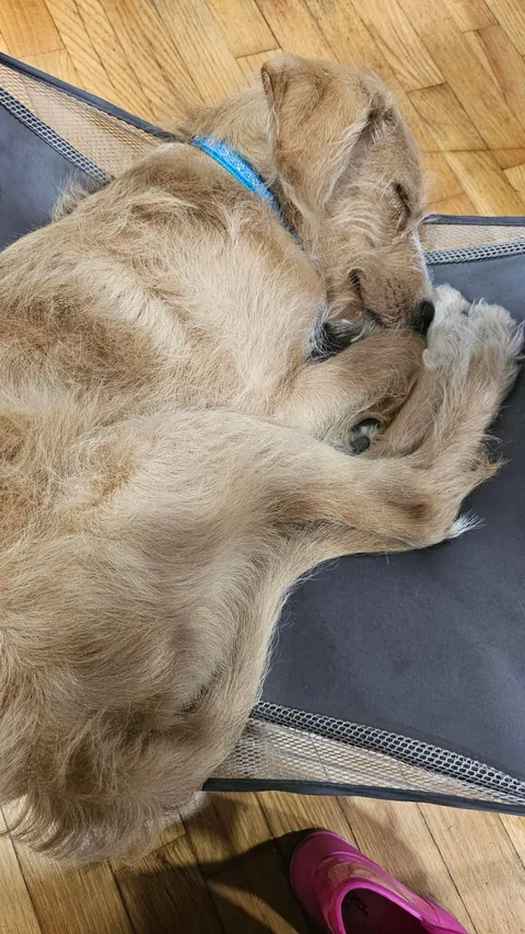 Our Skye puppers🥰