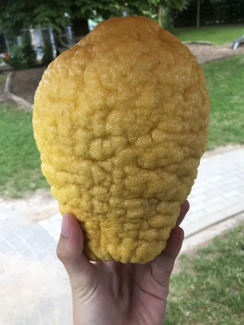 A Co-Worker left a lemon hanging on her tree, and it grew to this over the winter.