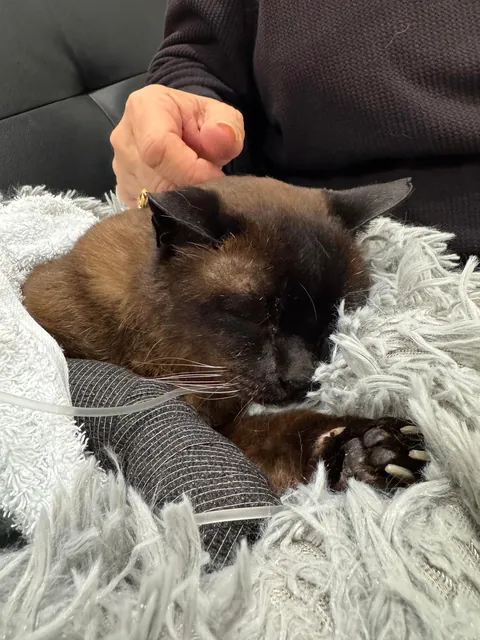 Saying goodbye to Oscar after 22.5 years