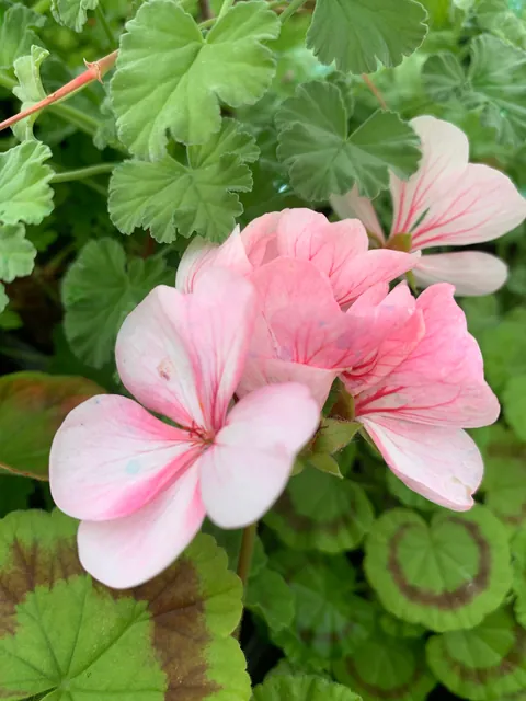 Another flower from the greenhouse for y’all 🌸