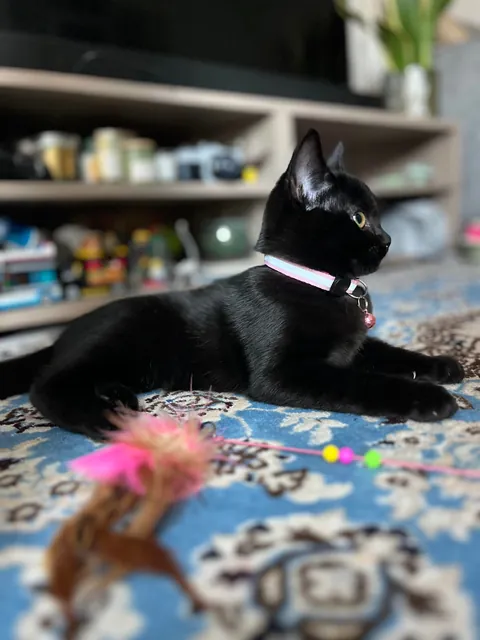 Who said black cats don’t photograph well? 🤔