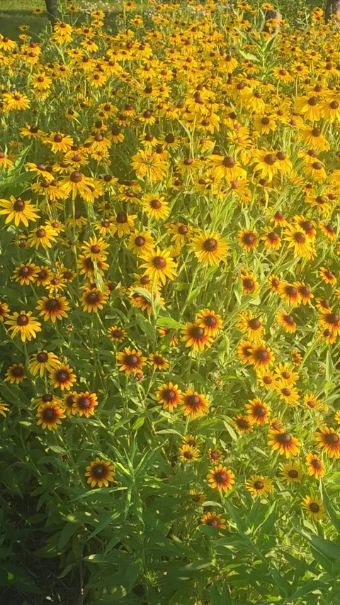 Neighbor thinks my wildflower garden looks overgrown and messy, its mostly black eye susans. What do you think?