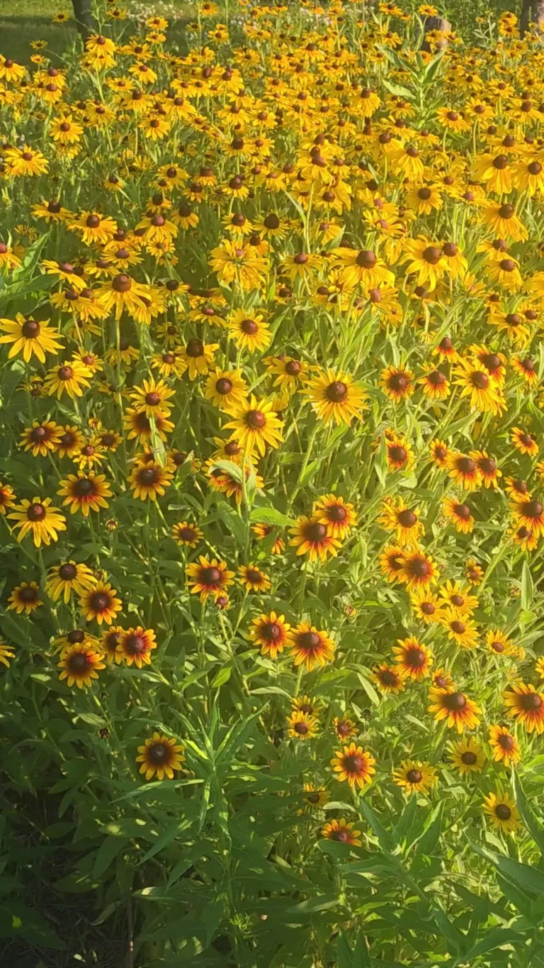 Neighbor thinks my wildflower garden looks overgrown and messy, its mostly black eye susans. What do you think?