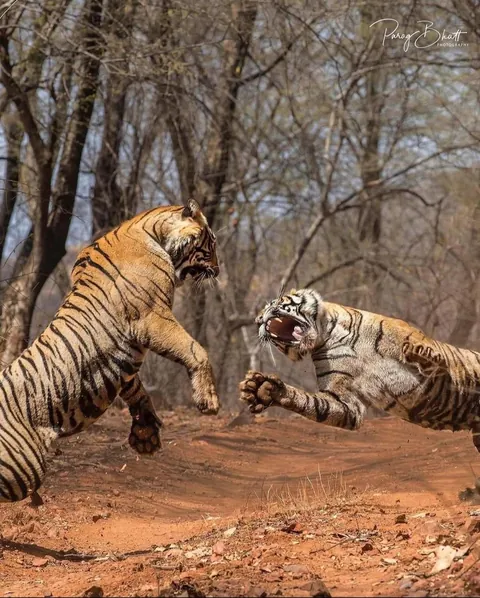 Two tigresses, Noor and Sultana, fight over territory.