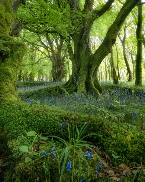 Bluebell flowers in the moss covered forest, Scotland.