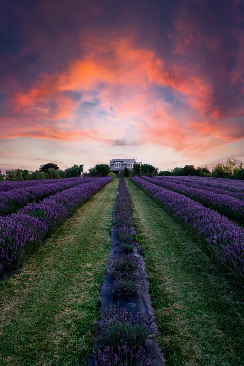 Watching the sun go down in a lavender field 🌅