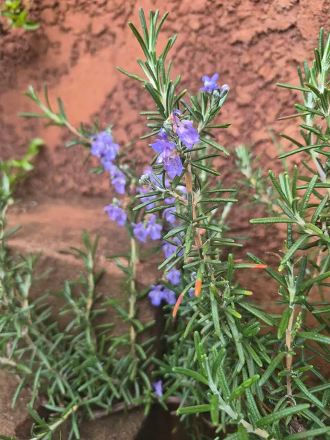 Rosemary