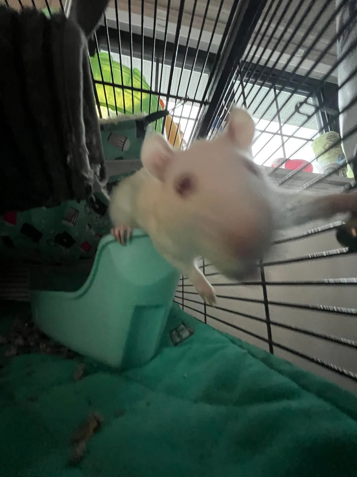 Guys are my rats ok?! They look a little funny…