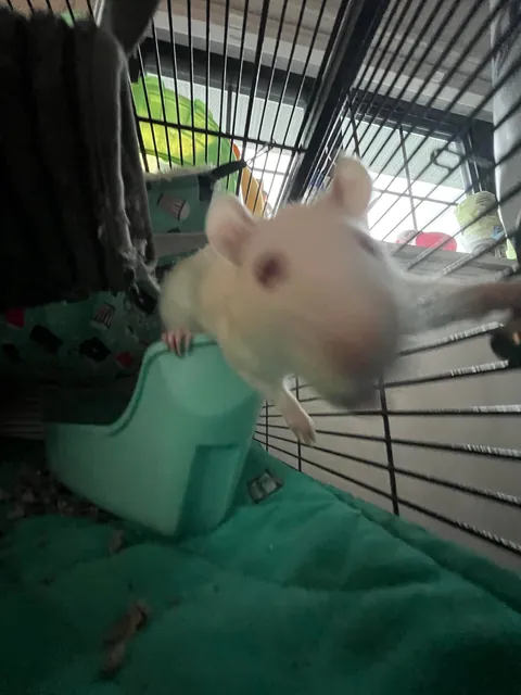 Guys are my rats ok?! They look a little funny…