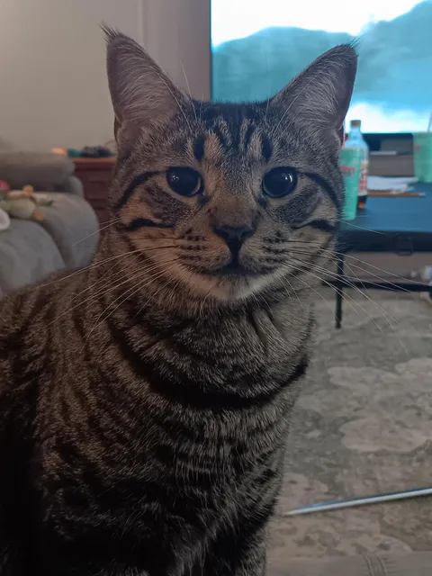 Does my cat do a good job at being a cat?