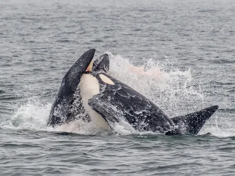 Rivals between worlds