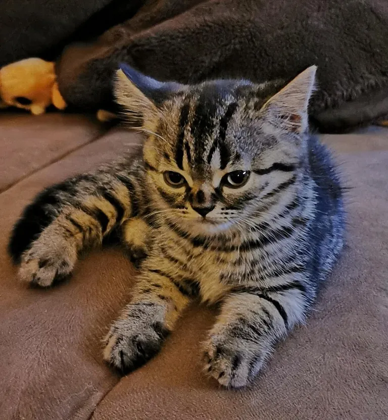 Our little bundle of joy, Mick, on his first day with us. ❤️