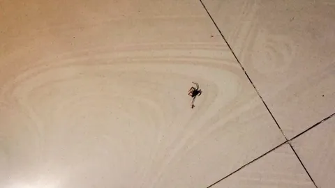 A black ant dragging a dead spider in my house.