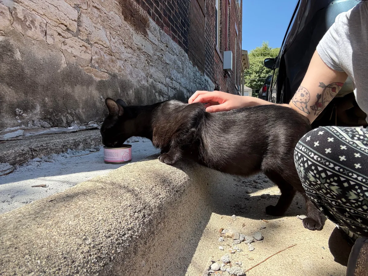 UPDATE: pregnant stray found