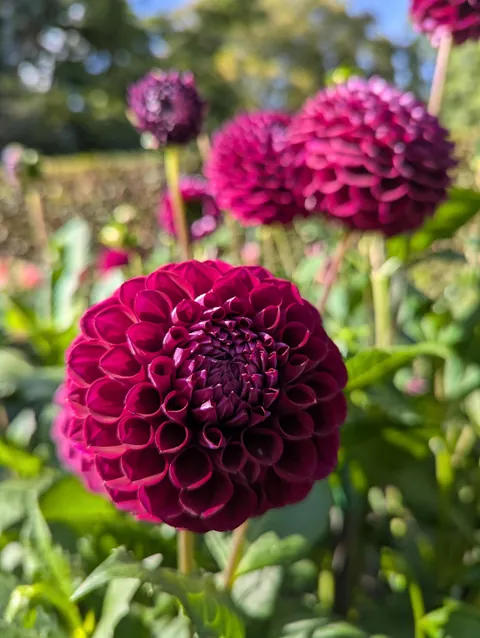 The flower structure of these dahlias.