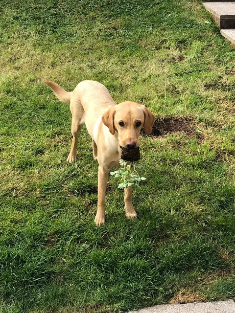 My Fiancée spent all last weekend putting plants into the garden planters. This morning we come down after breakfast to this..