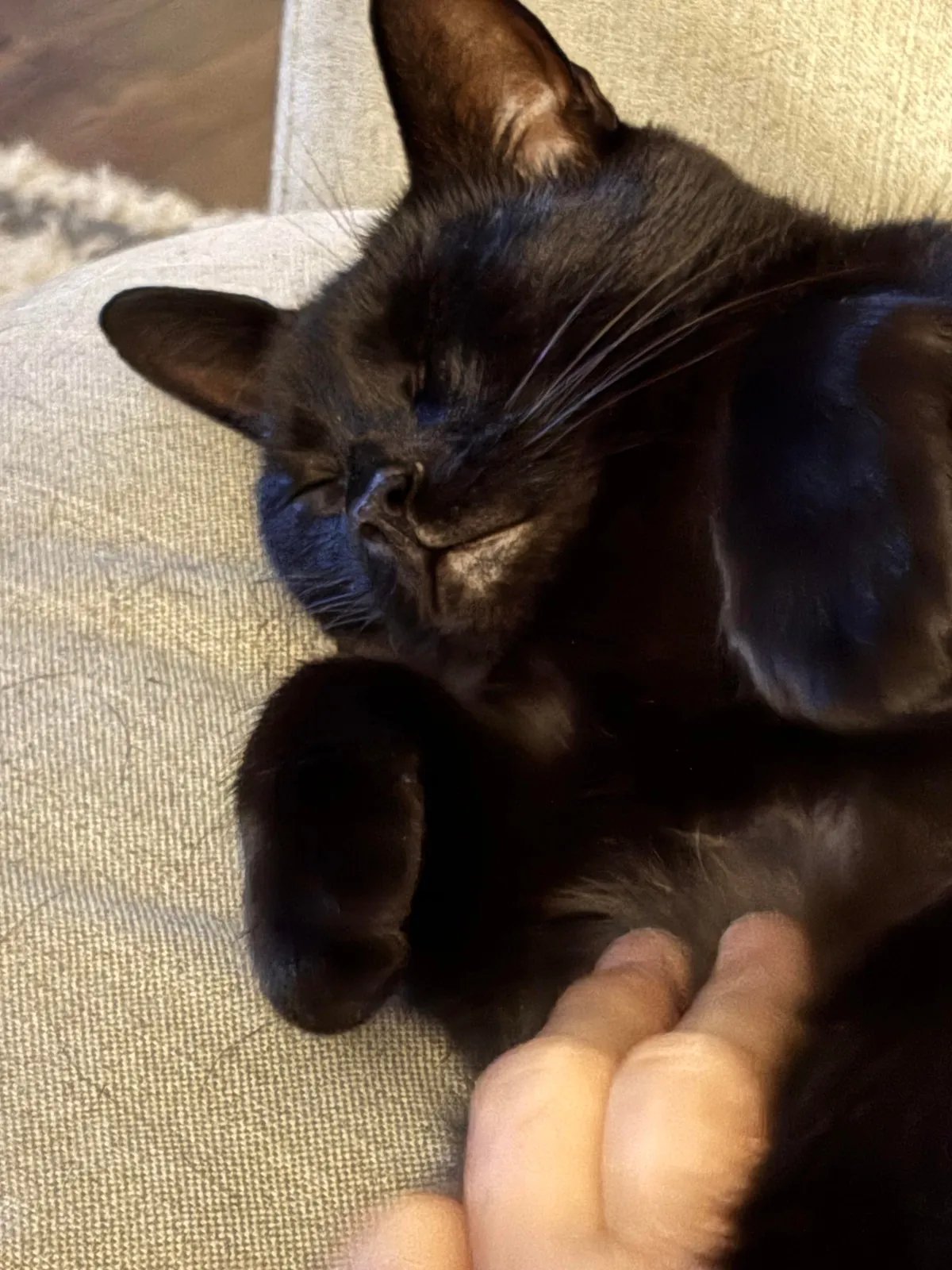 Oh to be a little void getting belly rubs on demand