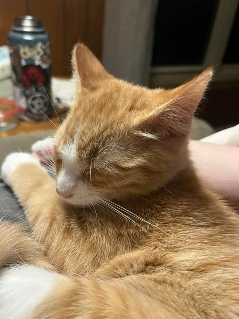 He’s so cute, but an absolute menace