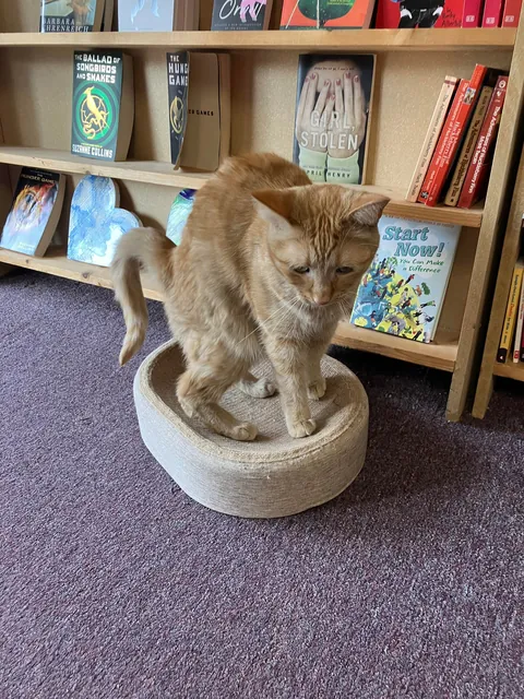 Bookstore Owner was napping then saw me