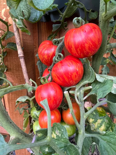 First time growing in my garden 🍅