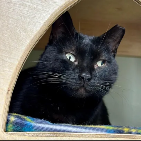 This is Guts. I recently got him from a rescue. He has a wonky eye &amp; a cropped ear.