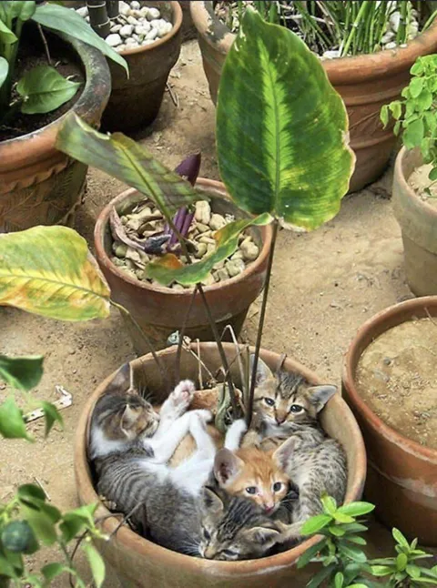 I feel like I'll harvest nicely this time