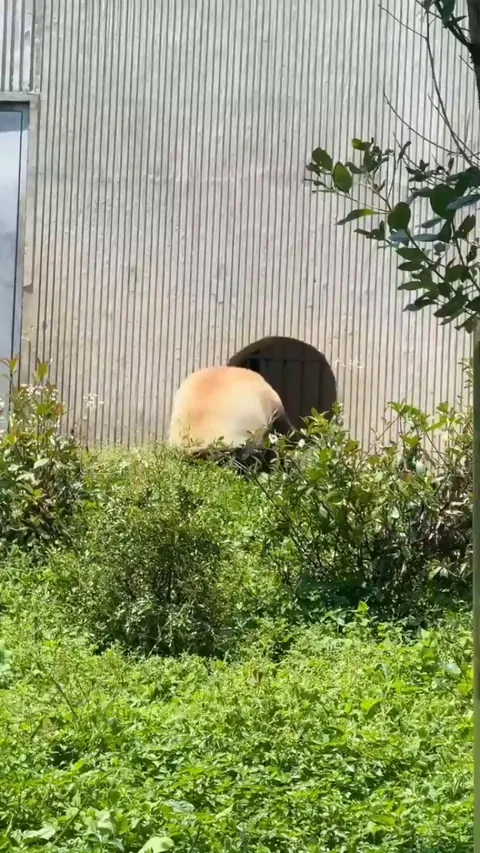 Panda rolling proffesionally