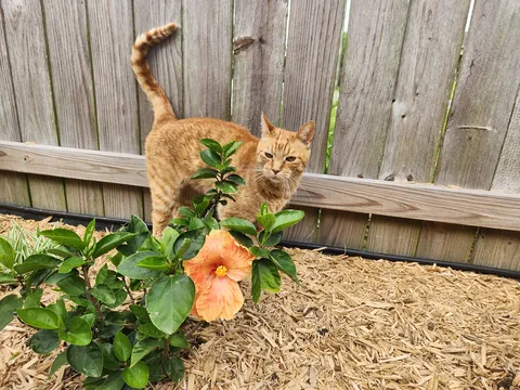 Orange Hibiscus &amp; my orange boy!