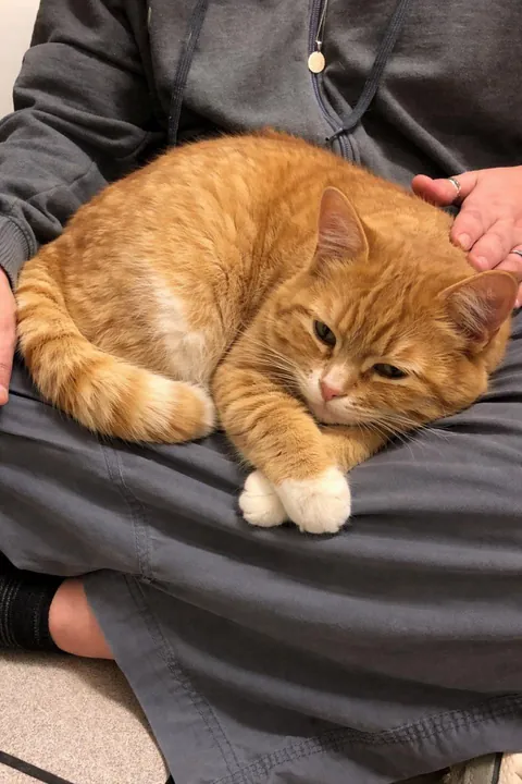 The comfiest nap spot in the house