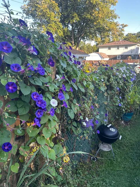 I love waking up to so many morning glories blooming every day. Idk why people don’t think this plant, it’s beautiful 😍