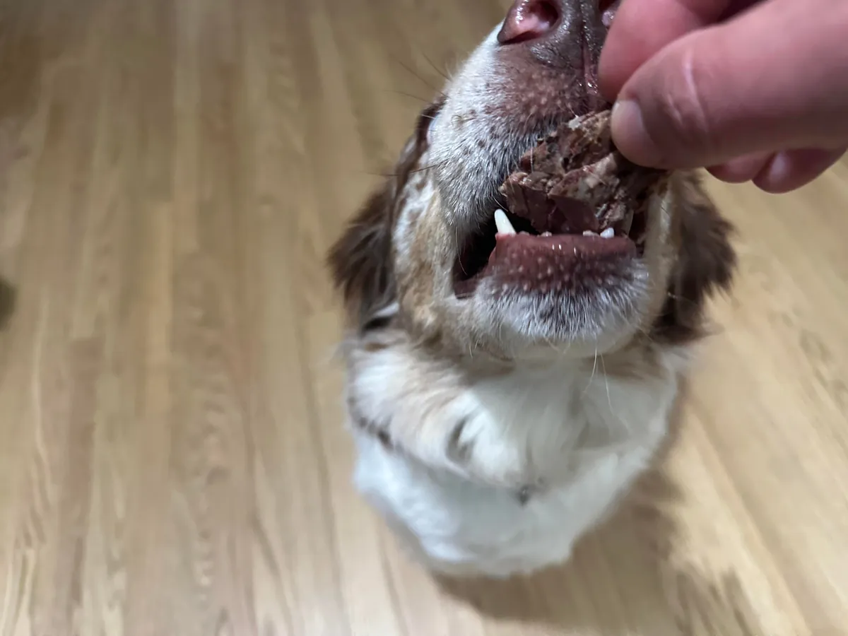 [homemade] steak and turkey sub