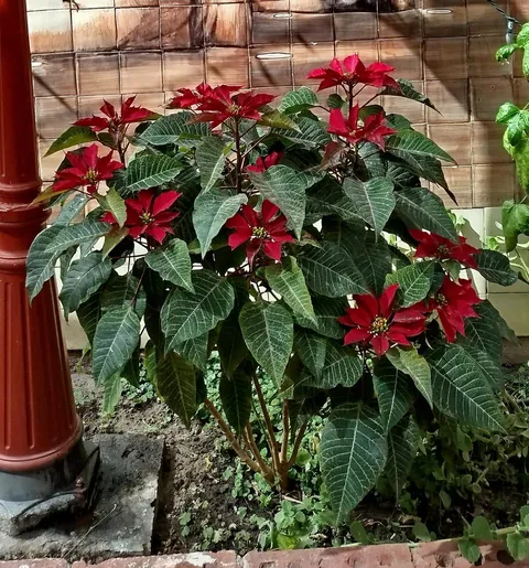 My poinsettia bloomed!