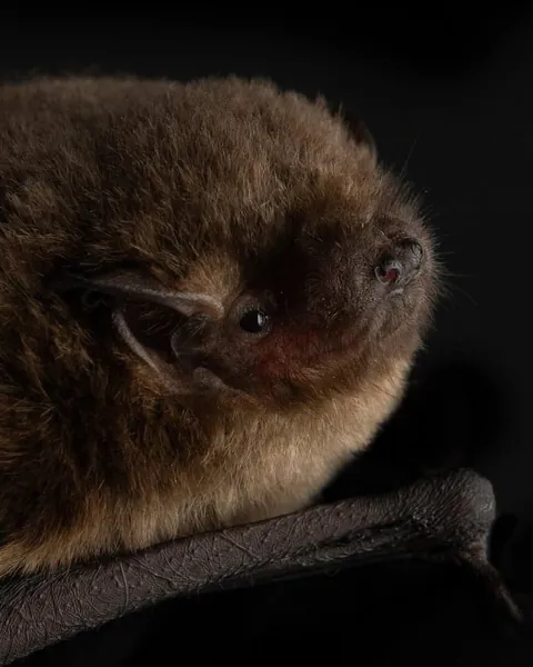 🔥Bats come in different sizes and shapes 🔥