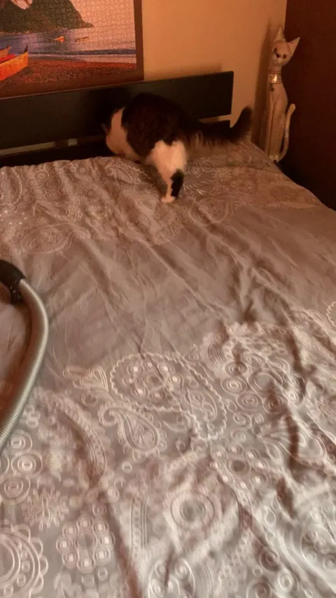 He’s always waiting for me to make my bed to destroy it