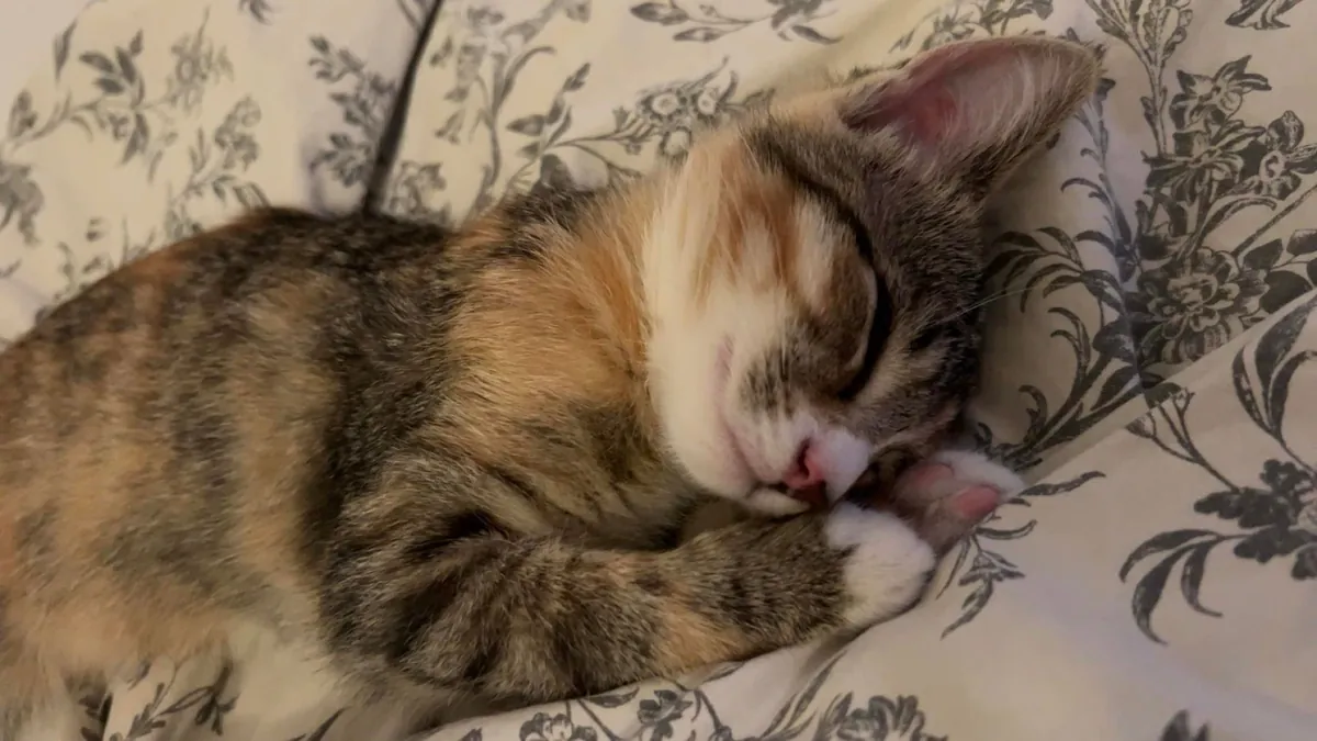 Got her 4 days ago and already can’t imagine life without her