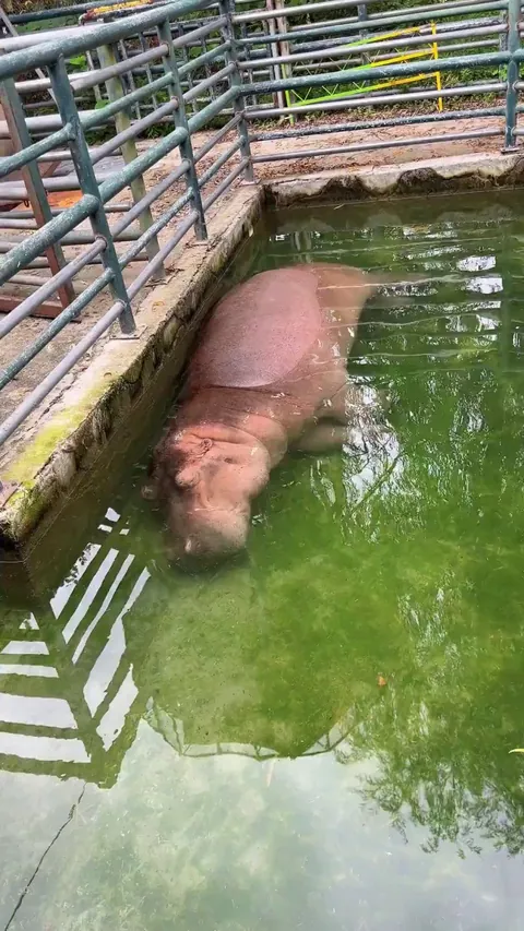hippo waking up from an underwater nap