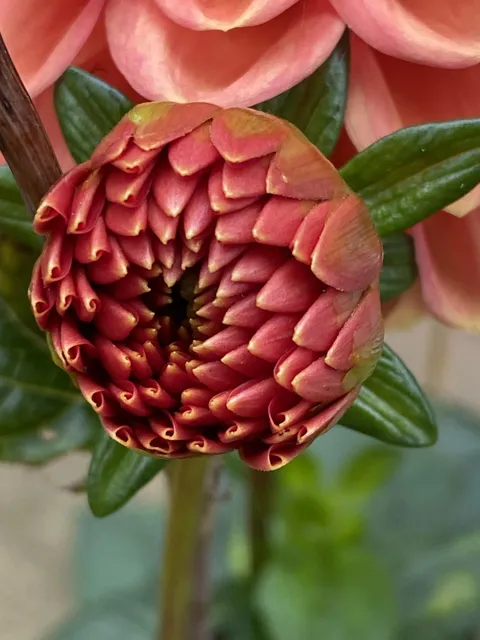 Does anyone else stop and stare in wonder at the precise patterns and beauty of nature sometimes? I know I do 🌺🌷🌸