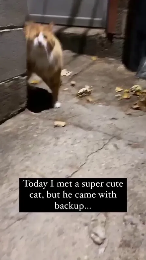 Deep down the dark alley