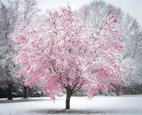 [OC] The first snow of spring in Maryland [3264x2448]