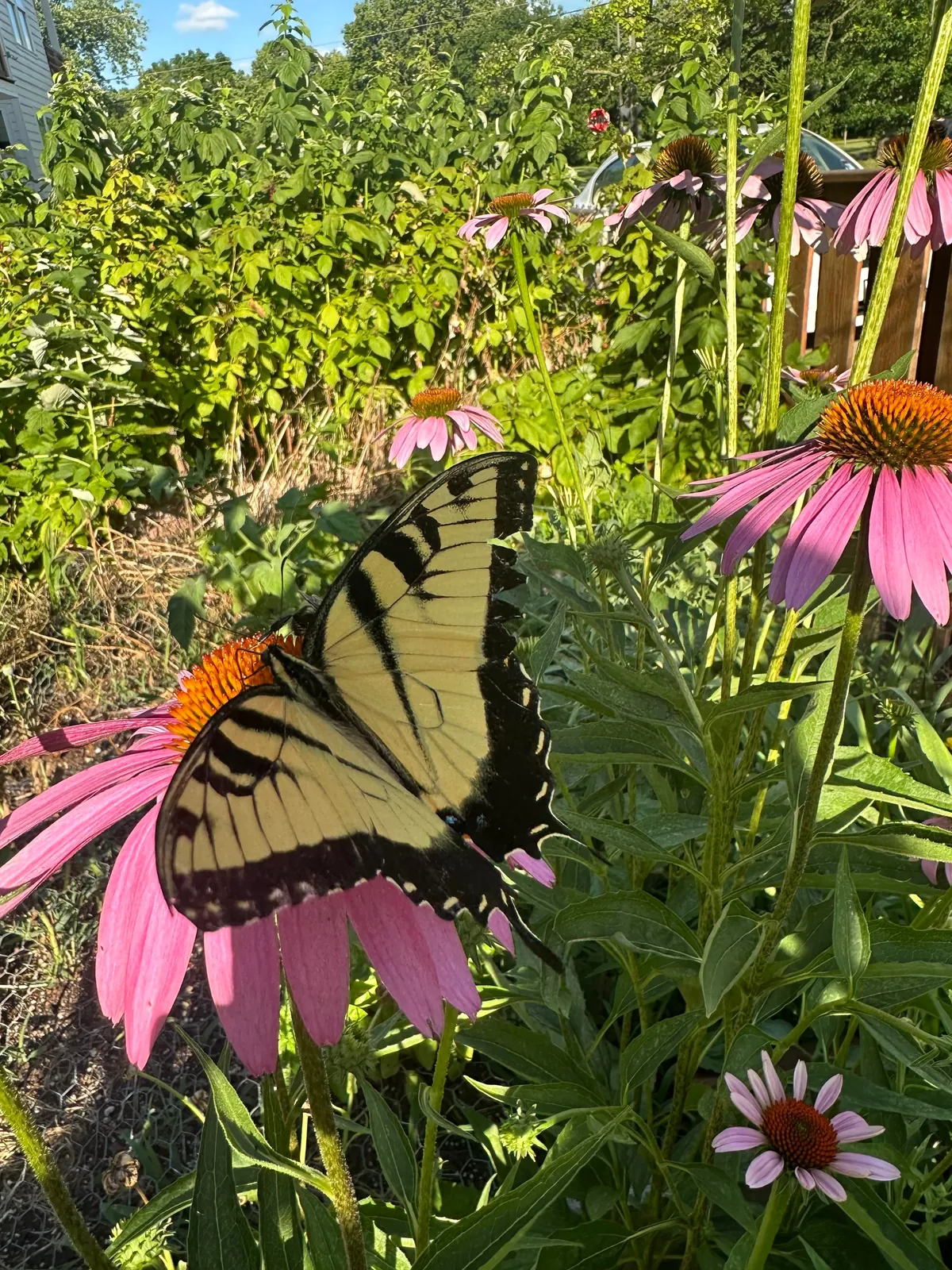 Before and After: We turned our lawn into a wildflower garden a few years back. It is now the joy of our summer!