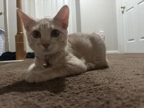 Is my cat a cream color or orange