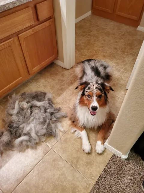 I think I just brushed an entire dog out of my aussie.