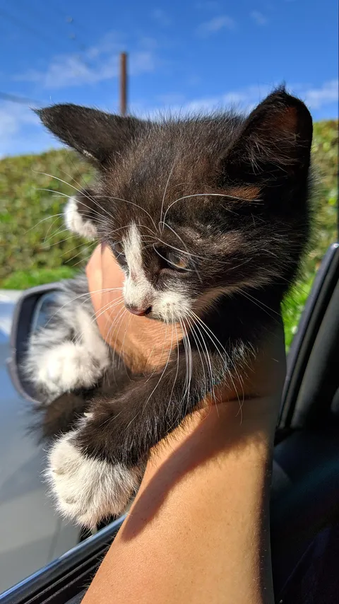 Just saved this beautiful, long-whiskered, little lady, from the middle of a super busy street.